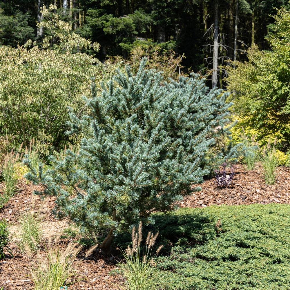 Feuillage de pinus parviflora negishi