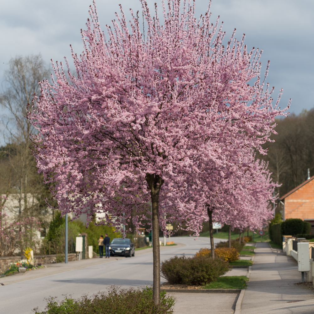Cerisier prunus pissardi en fleurs