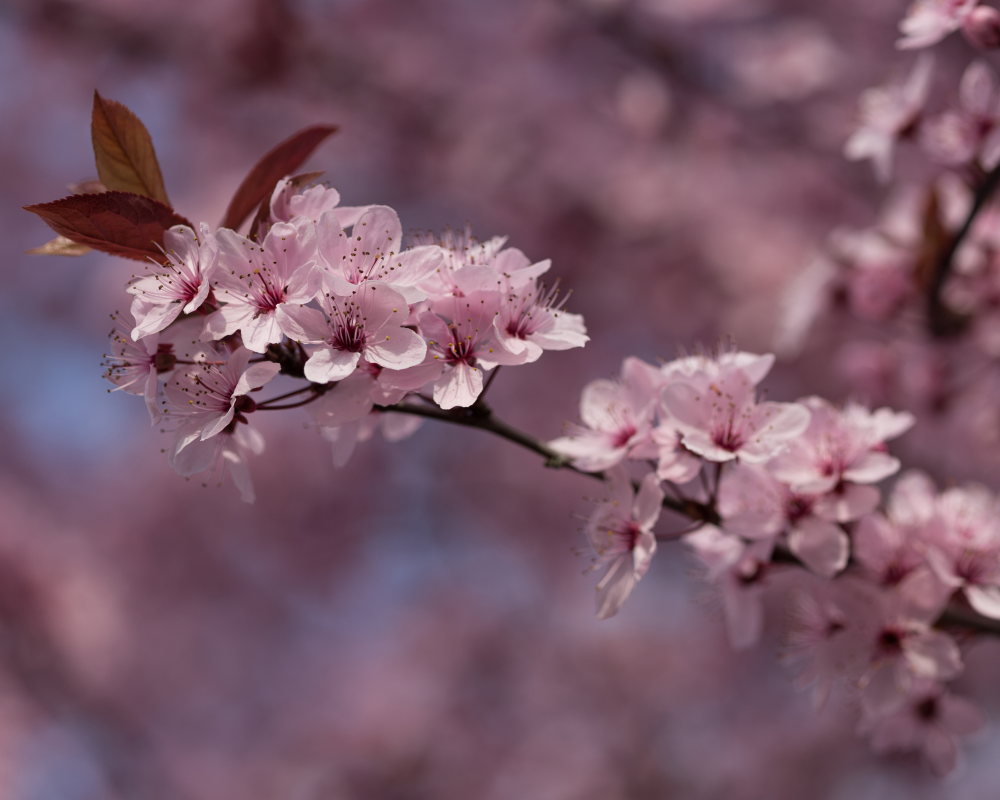 Fleurs de prunus cerasifera nigra