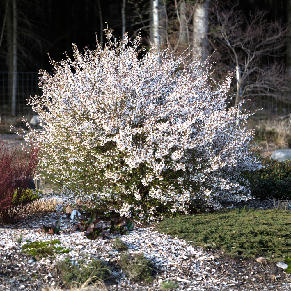 Cerisier kojo no mai en fleurs