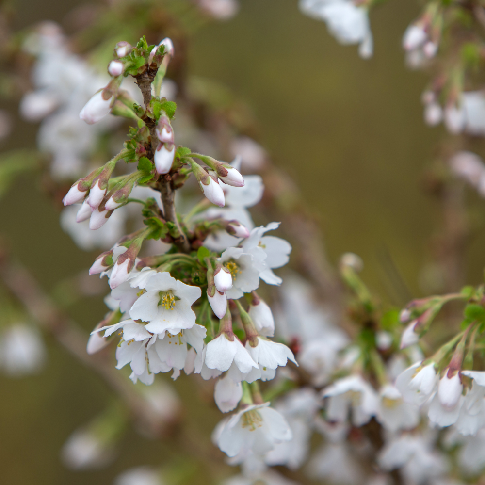 Fleur de cerisier kojo no mai
