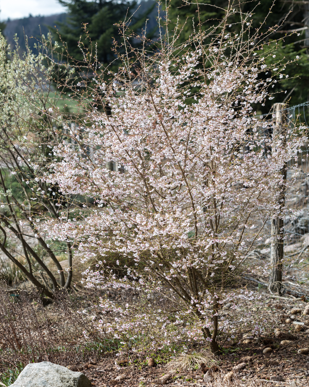 Floraison de prunus incisa mikinori