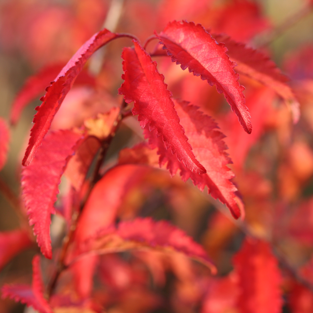 Feuillage d'automne de prunus incisa mikinori