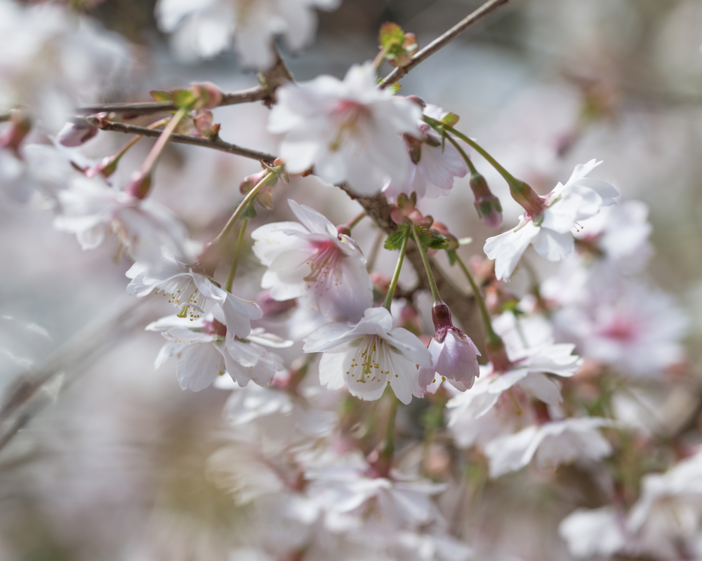 Fleurs de prunus incisa mikinori