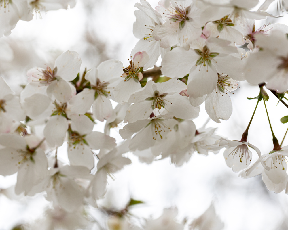 fleurs de prunus incisa the bride
