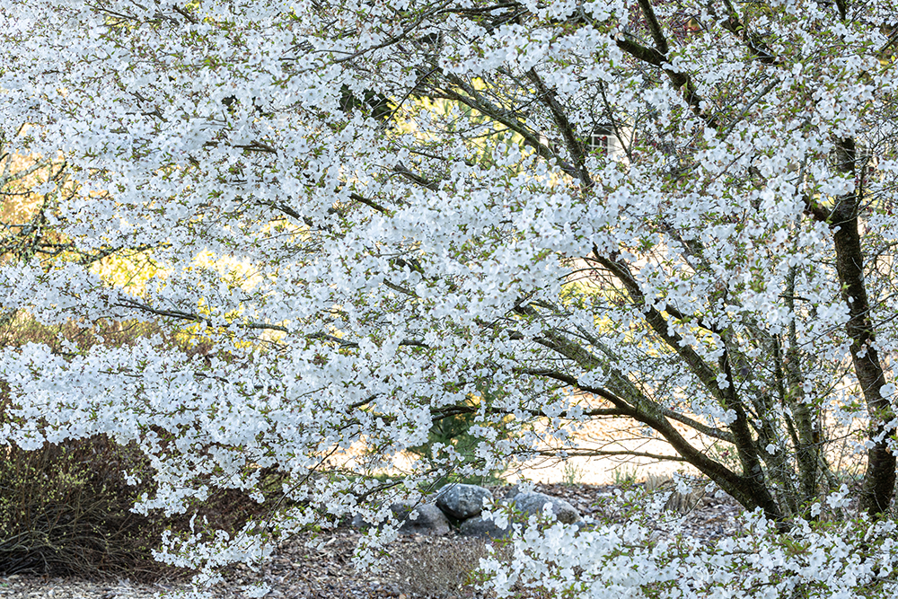 Floraison de Prunus incisa The Bride