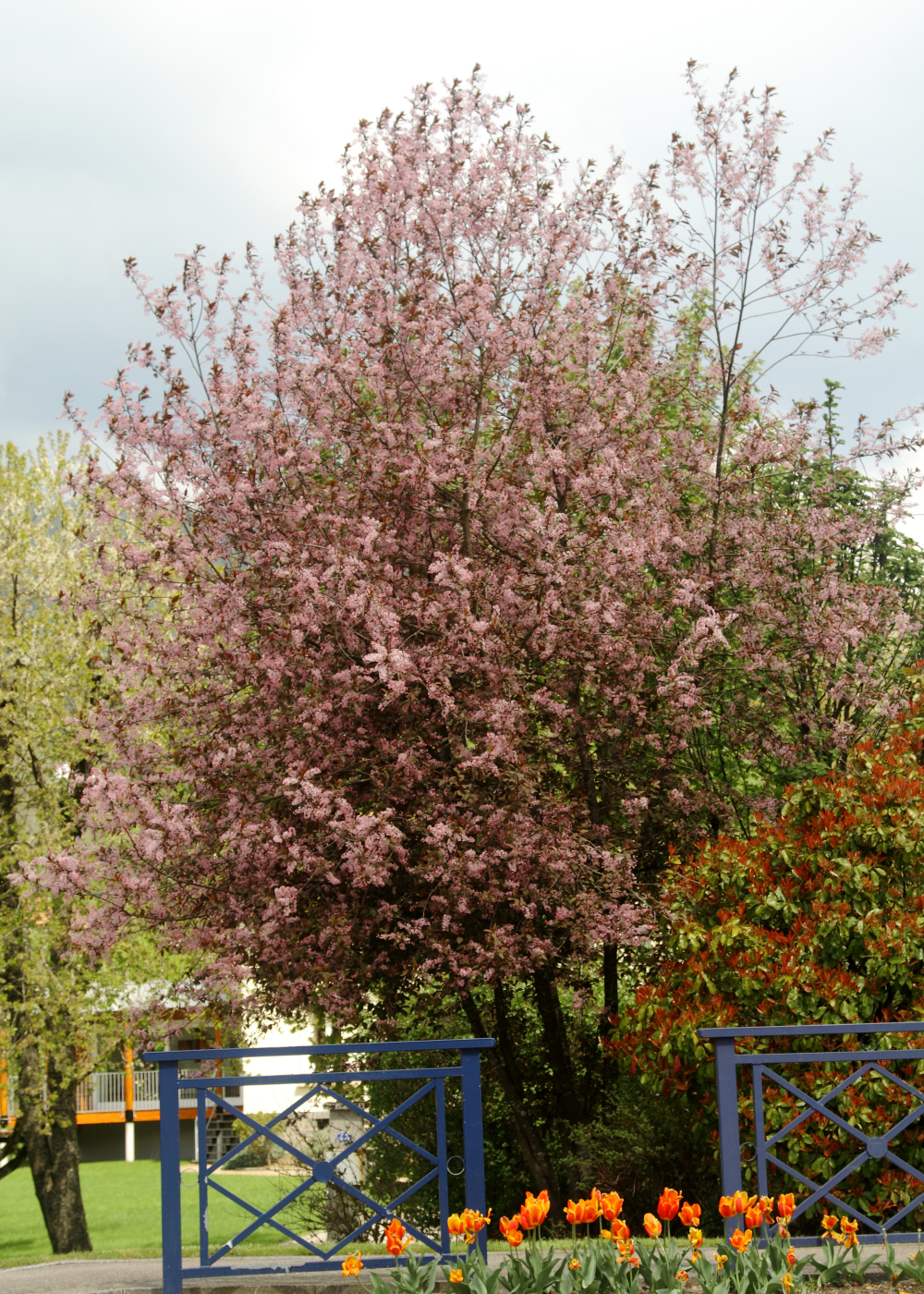 Prunus padus coloratus en fleur