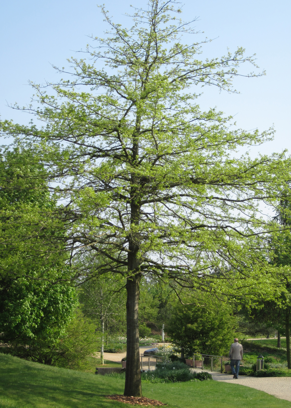 Port du quercus palustris