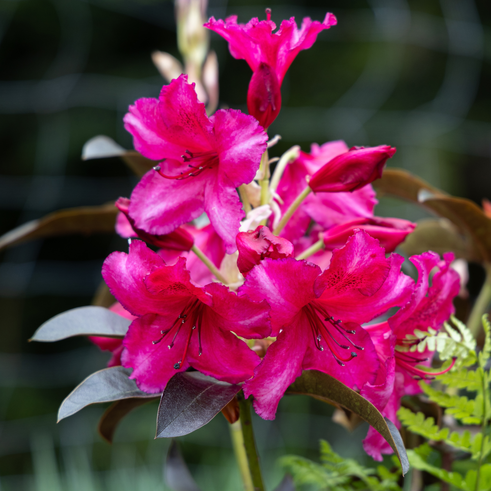 Floraison de rhododendron Choco and pink