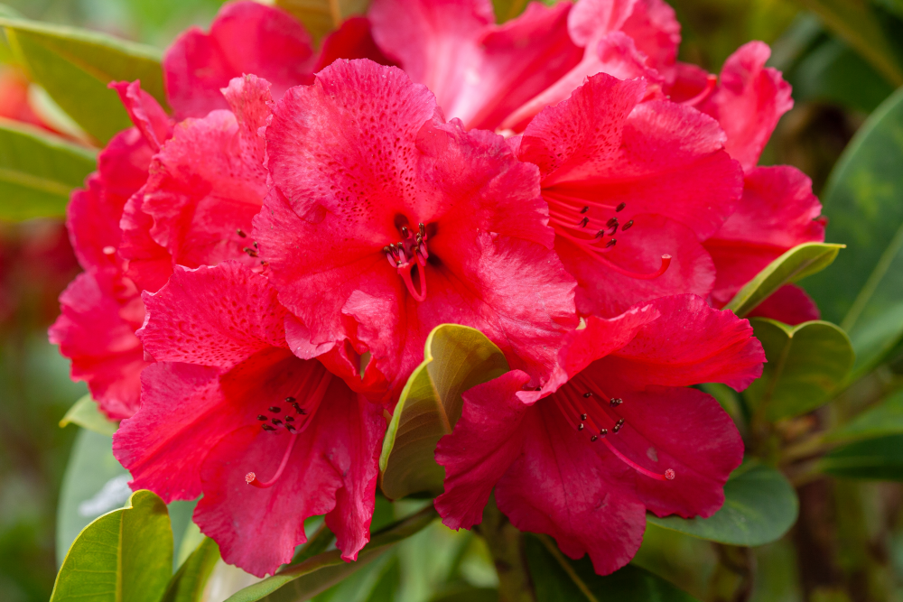Inflorescence de rhododendron markeeta's Prize