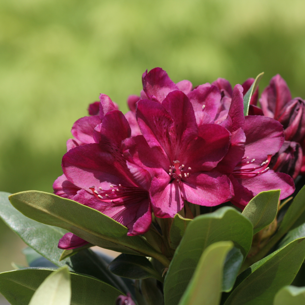 Fleur de rhododendron Polarnacht