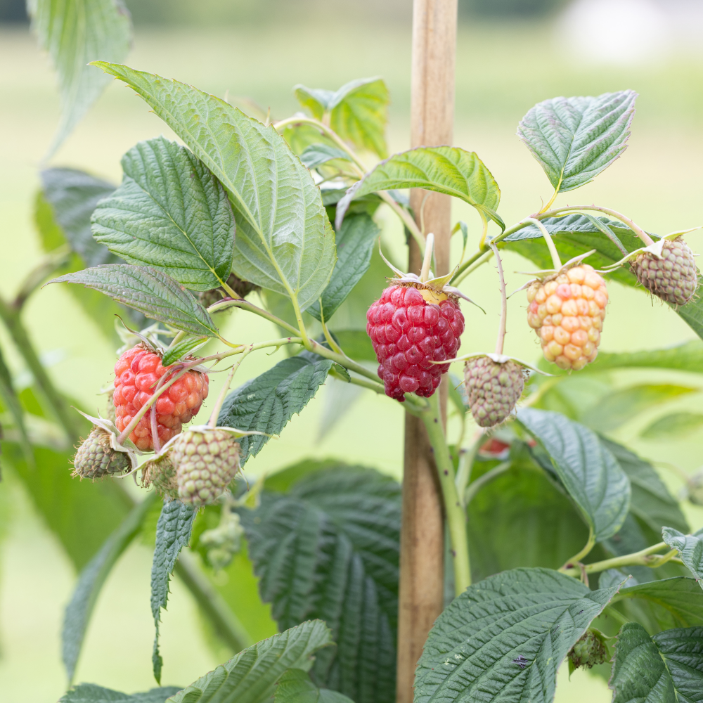 Framboise husaria