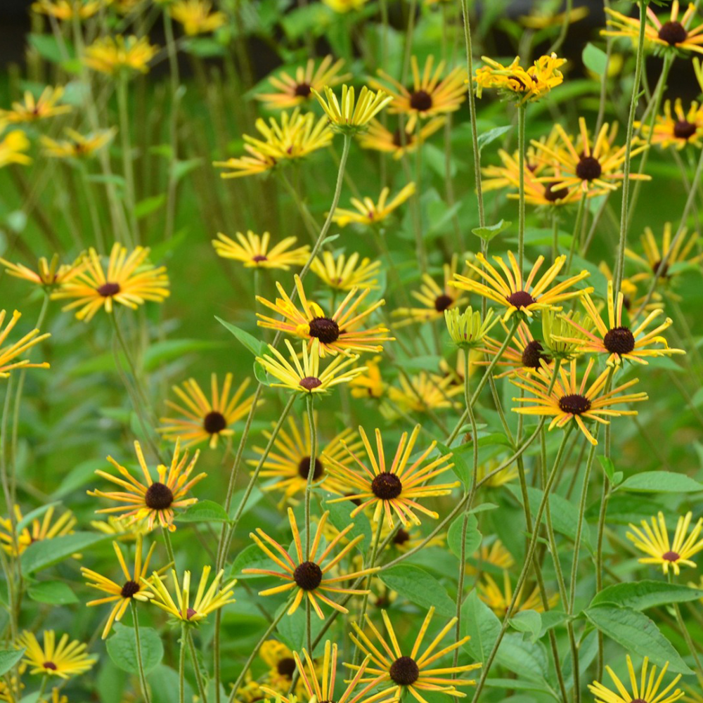 Fleurs de Rudbeckia subtomentosa Henry Eilers