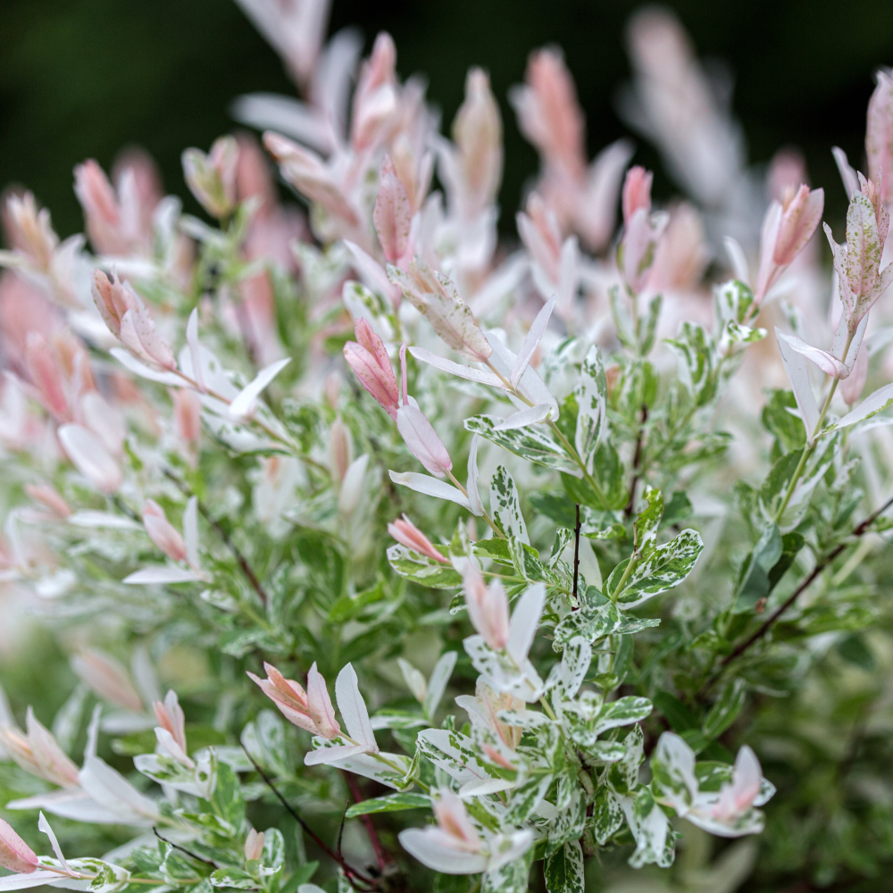 feuillage du saule crevette