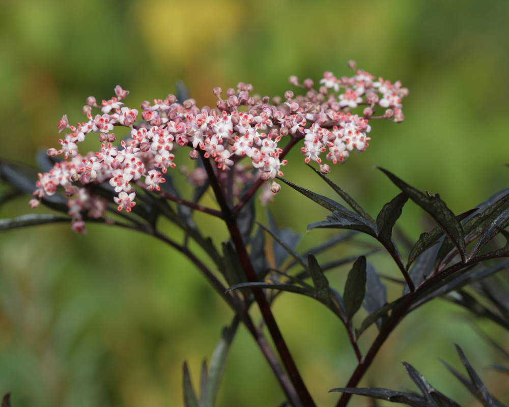Floraison de sambucus nigra black lace