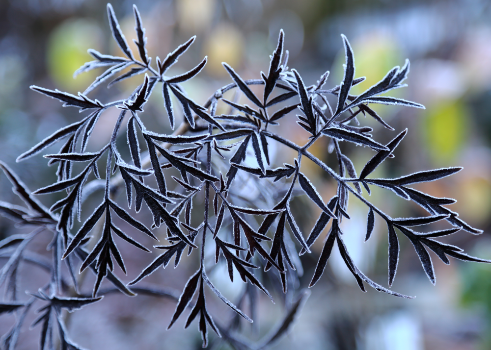 feuilles de sambucus nigra Black Eva Lace