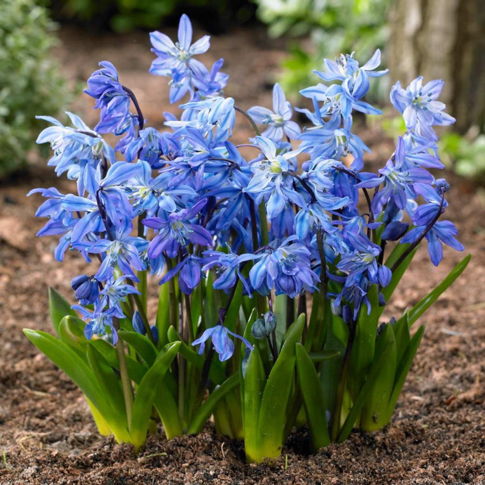 Floraison de scilla siberica