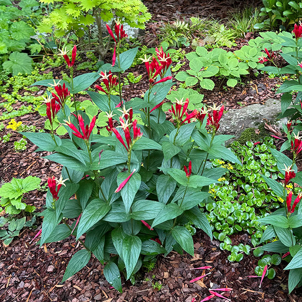 Port érigé de Spigelia marilandica Little Redhead