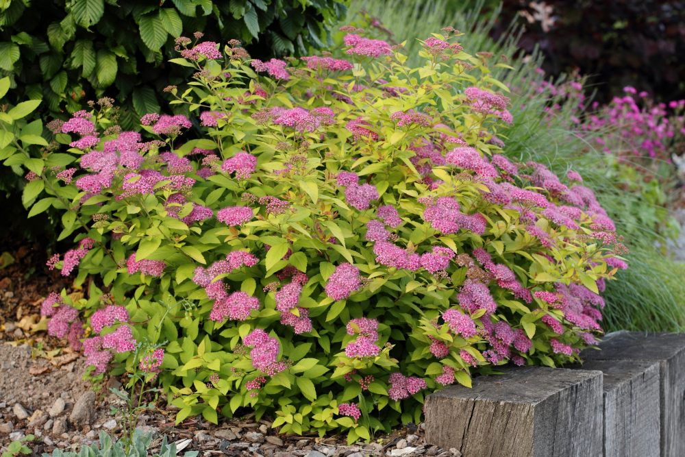 Port de spirea goldmound