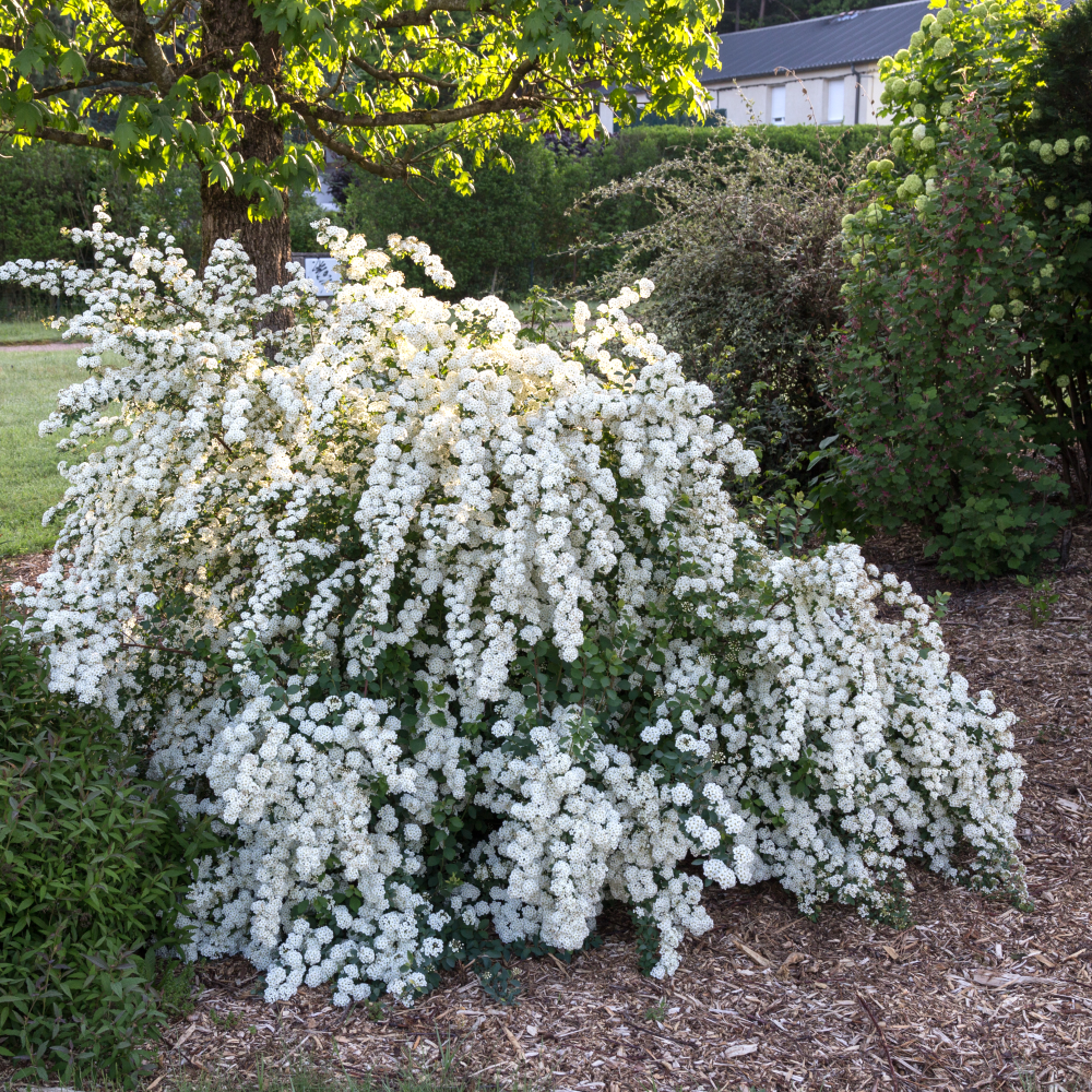 Port de spirea vanhouttei