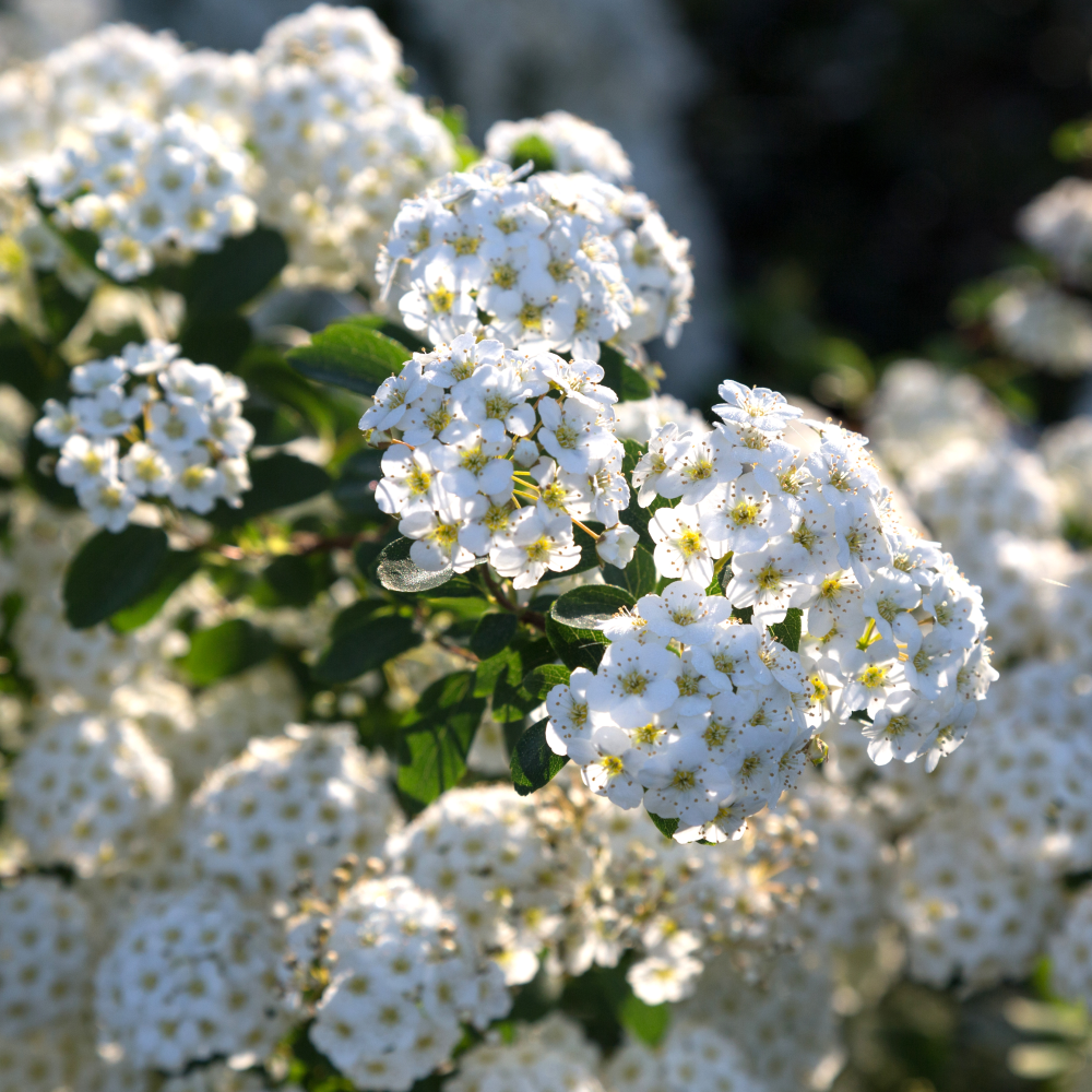 Port de spirea x vanhouttei en fleurs