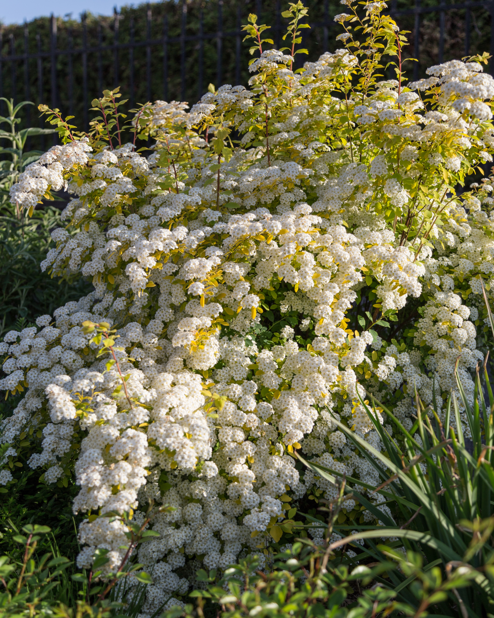 Port de spirea vanhouttei goldfontain