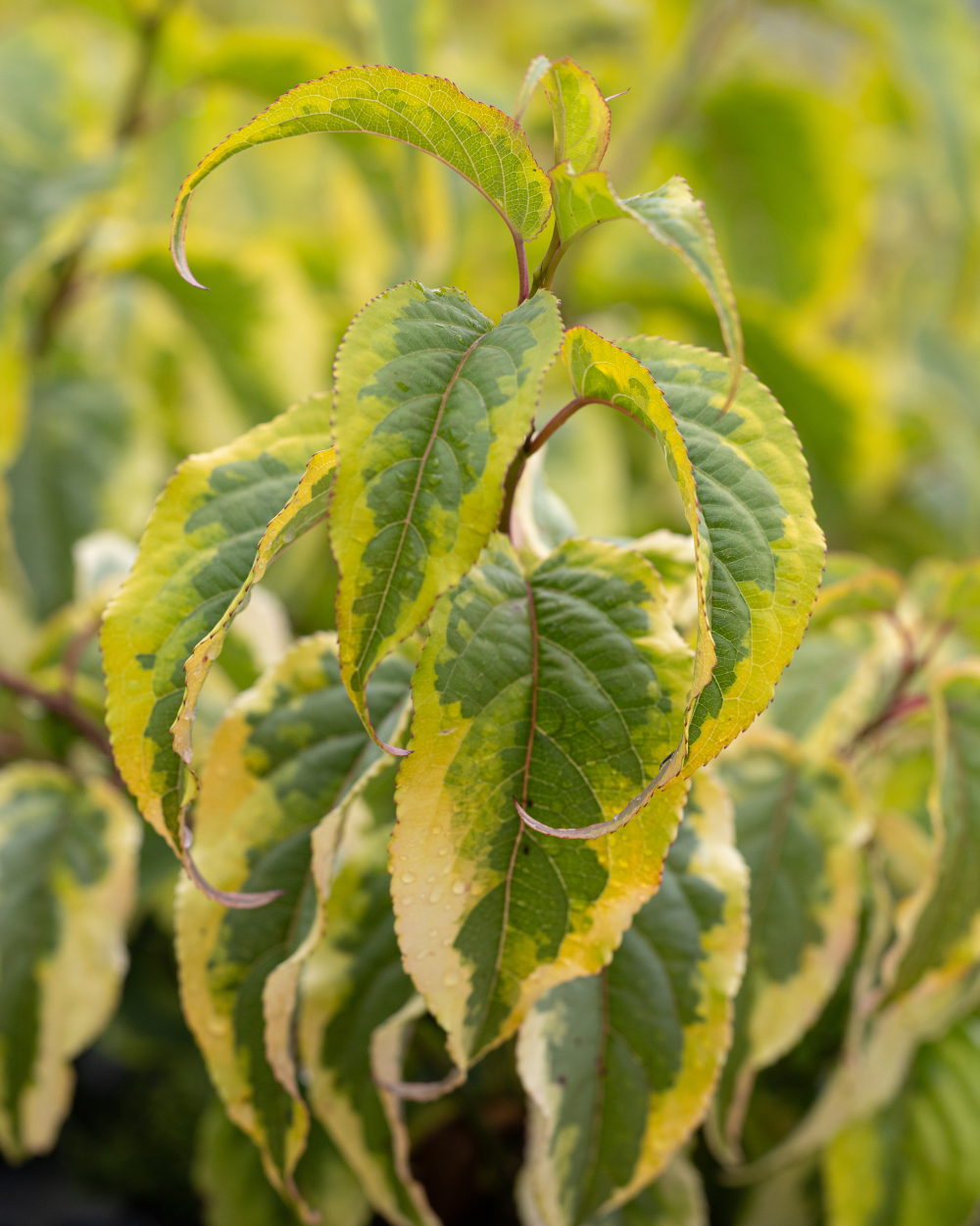 Feuillage panaché de jaune de Stachyrus chinensis Joy Forever