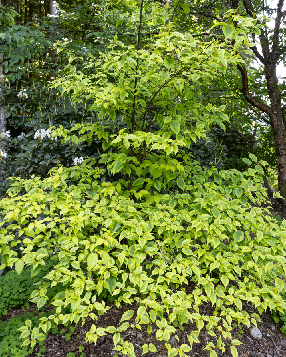 Port de stachyrus chinensis joyforever