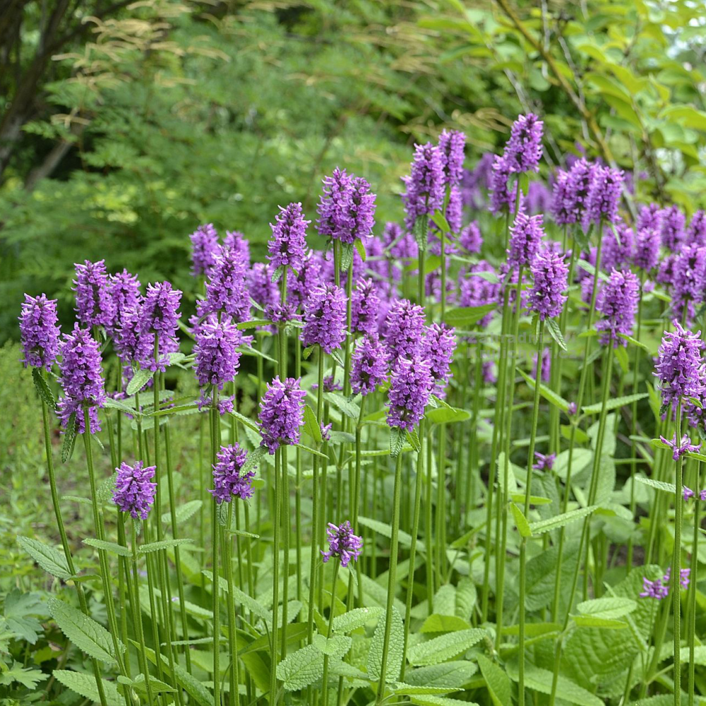 Floraison de Stachys x Summer Grapes