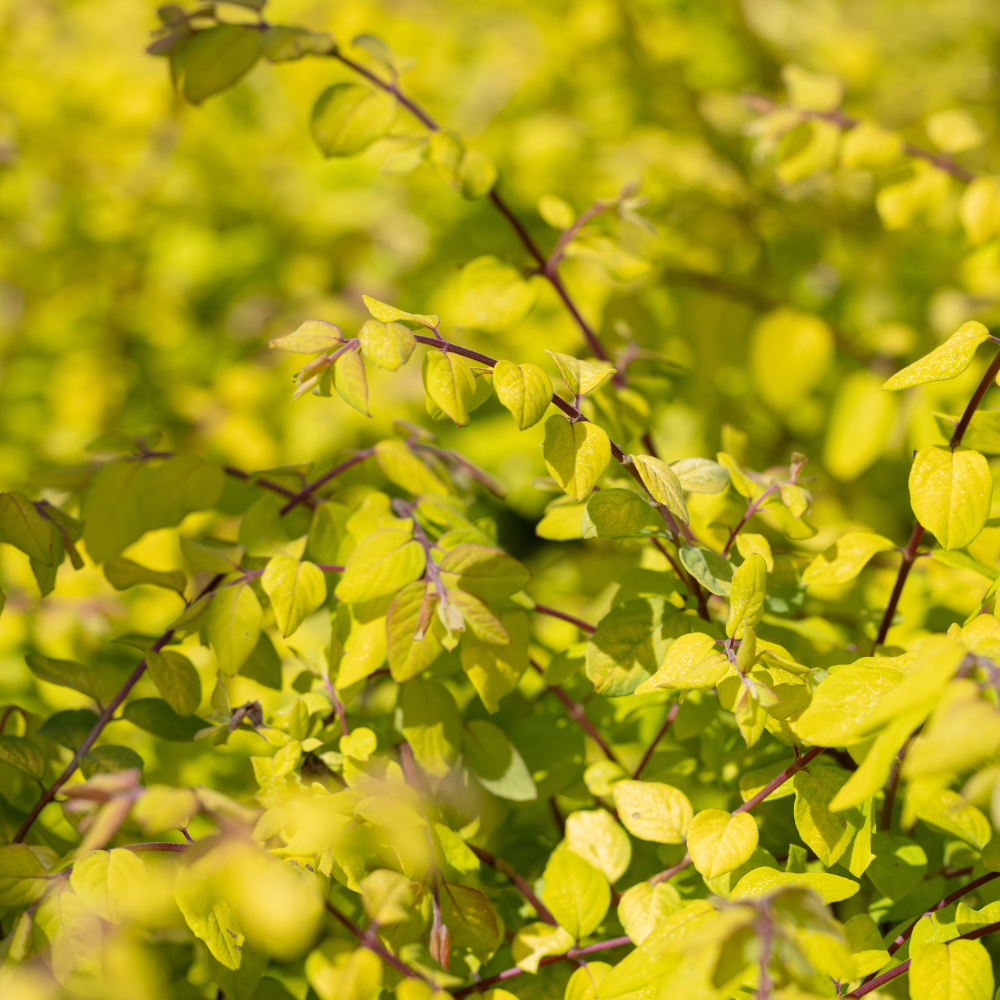 Feuillage jaune or de symphorine chenaulti brin de soleil