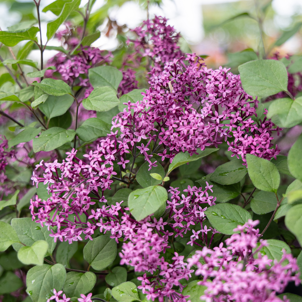 Floraison de Syringa dark purple