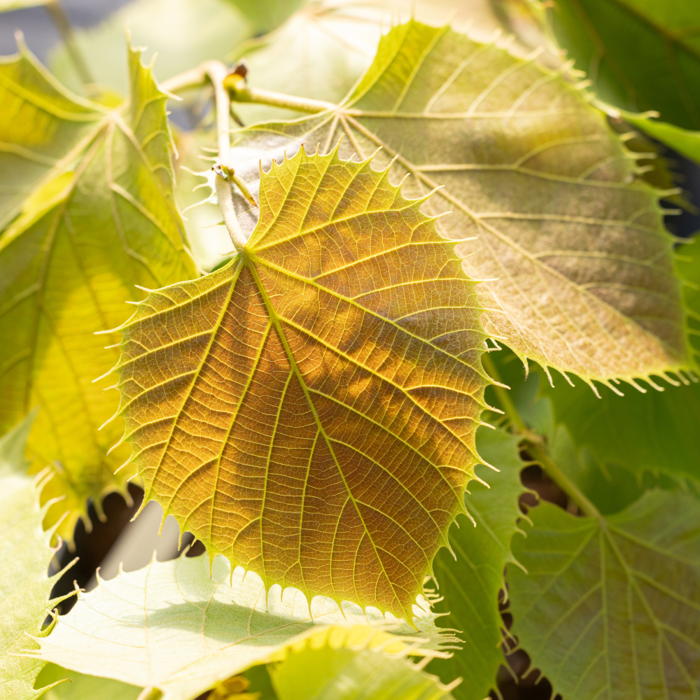 tilia-henryana