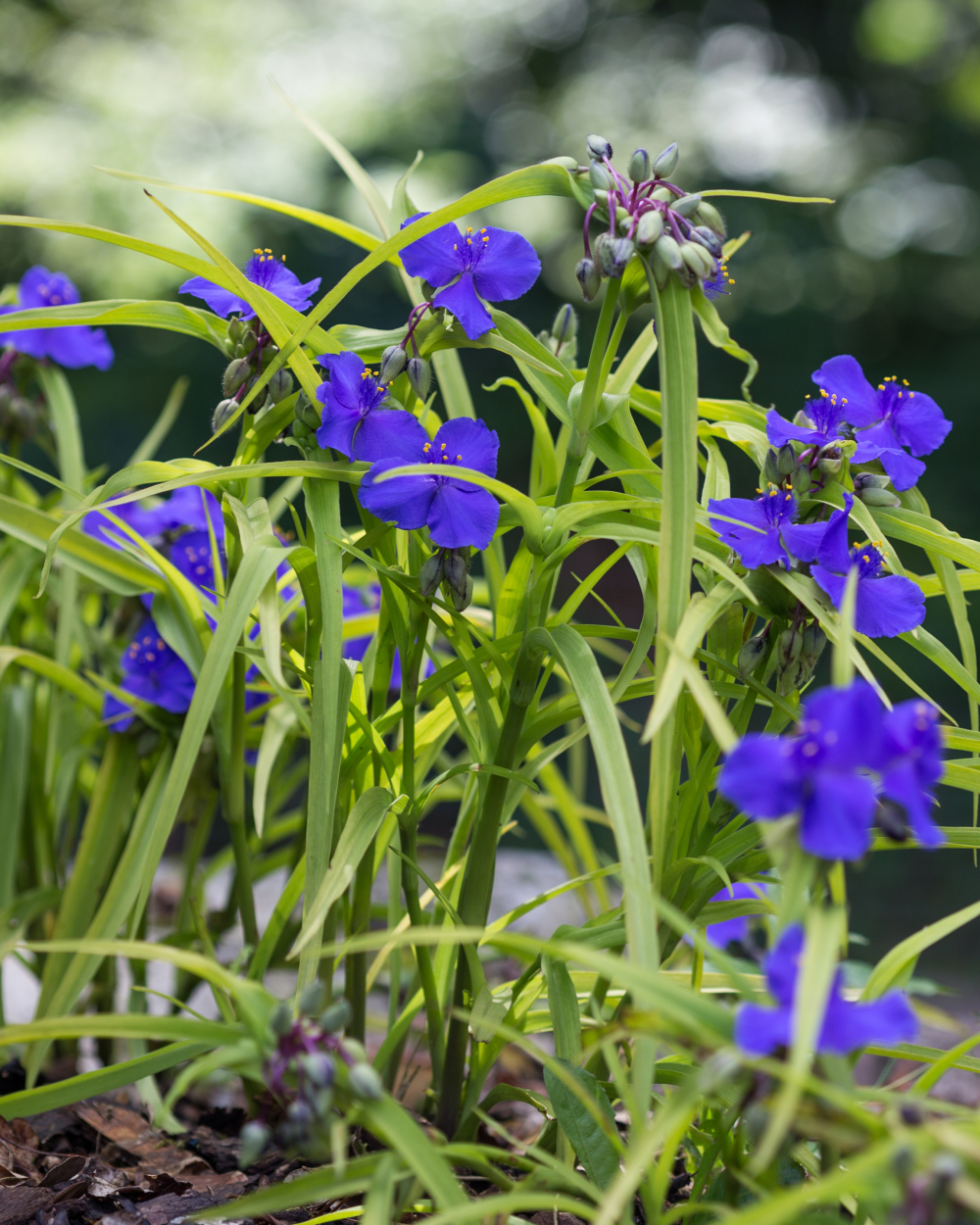 Touffe de tradescantia sweet Kate