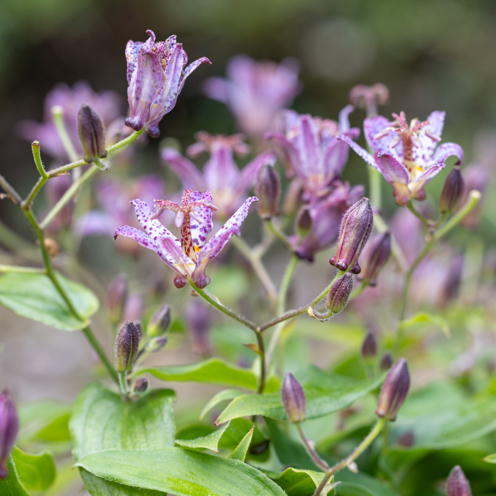 Fleurs de Tricyrtis formosa Pink Freckles