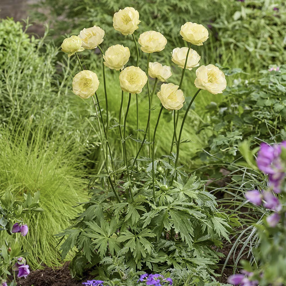 Floraison de trollius cultorum new moon