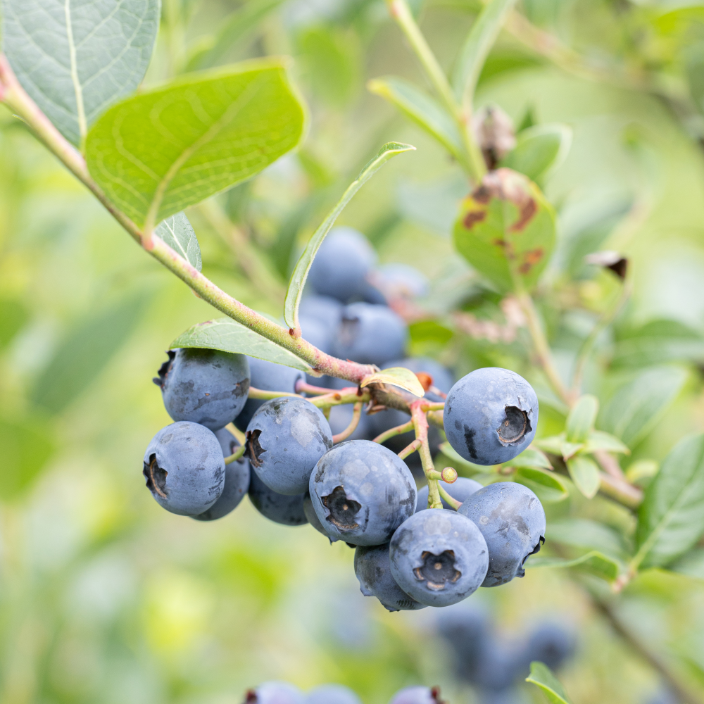 Baies de vaccinium bluecrop