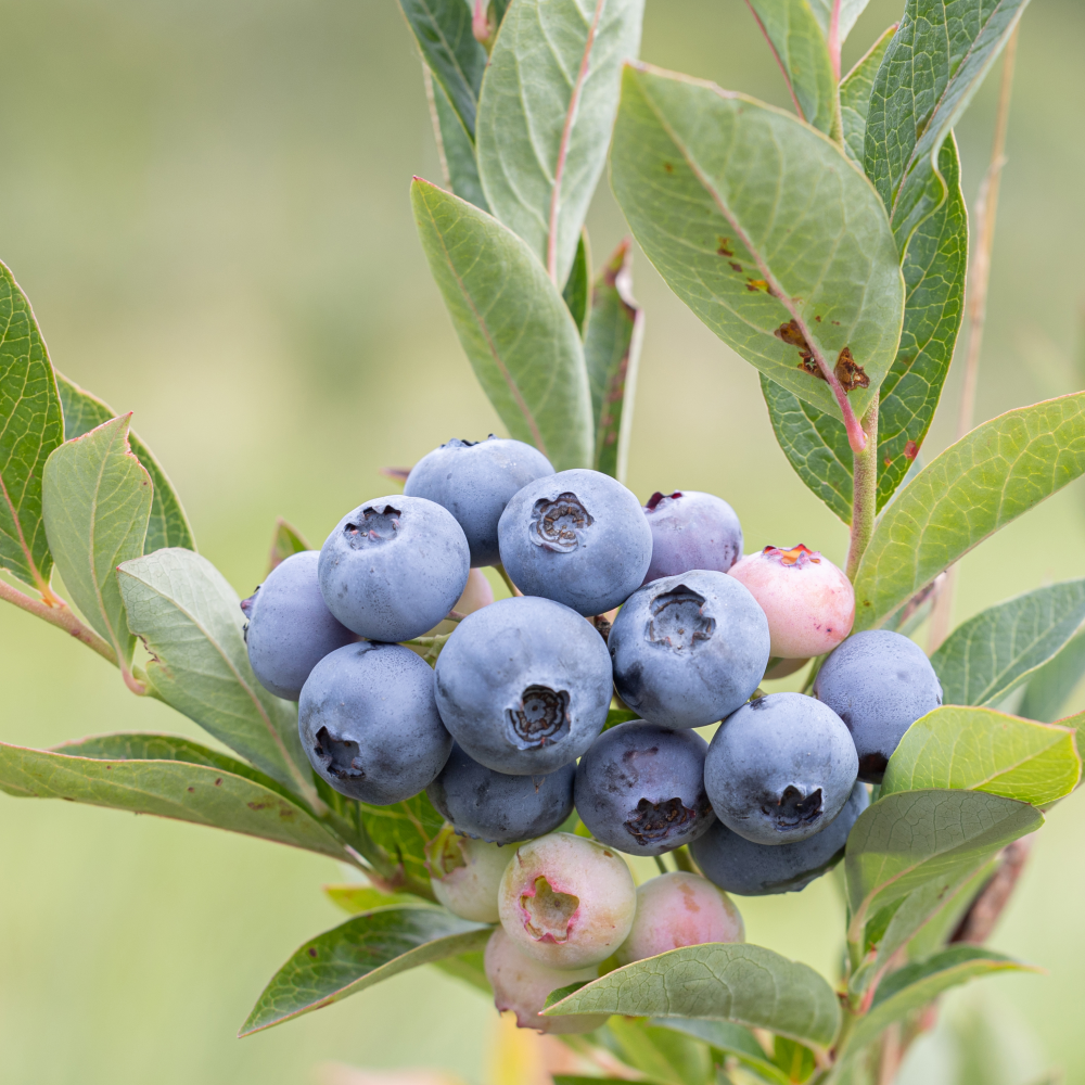 Baies de myrtille Denise Blue