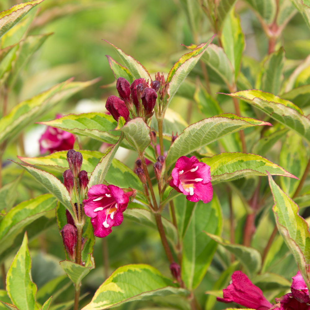 Floraison de weigela Brigela