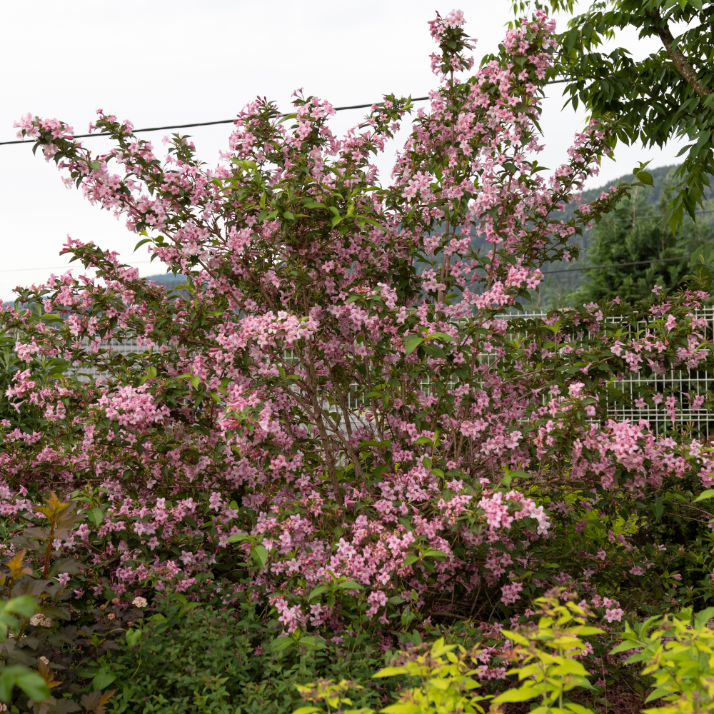 Weigela stelzneri en fleurs