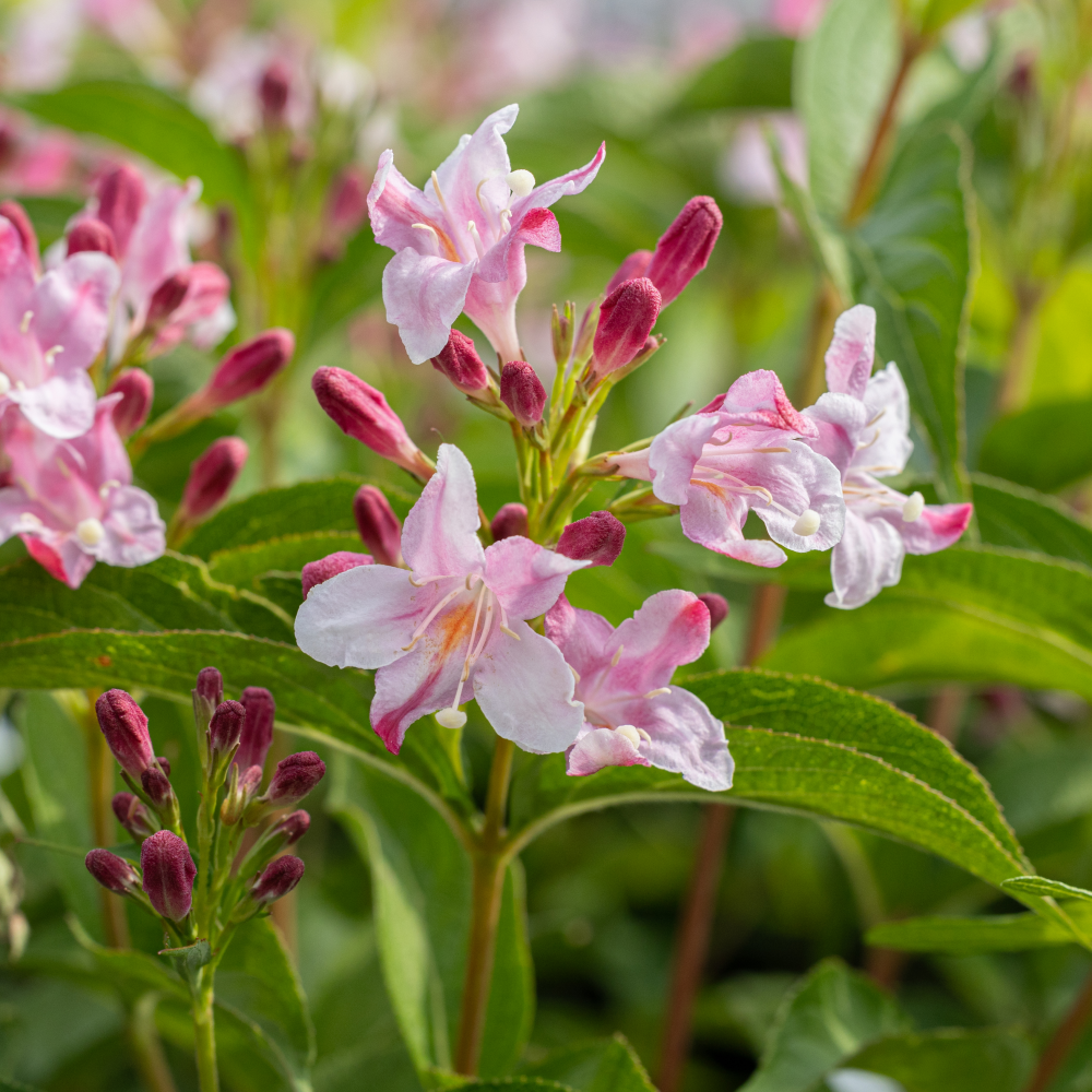 Fleurs de Weigela stelzneri