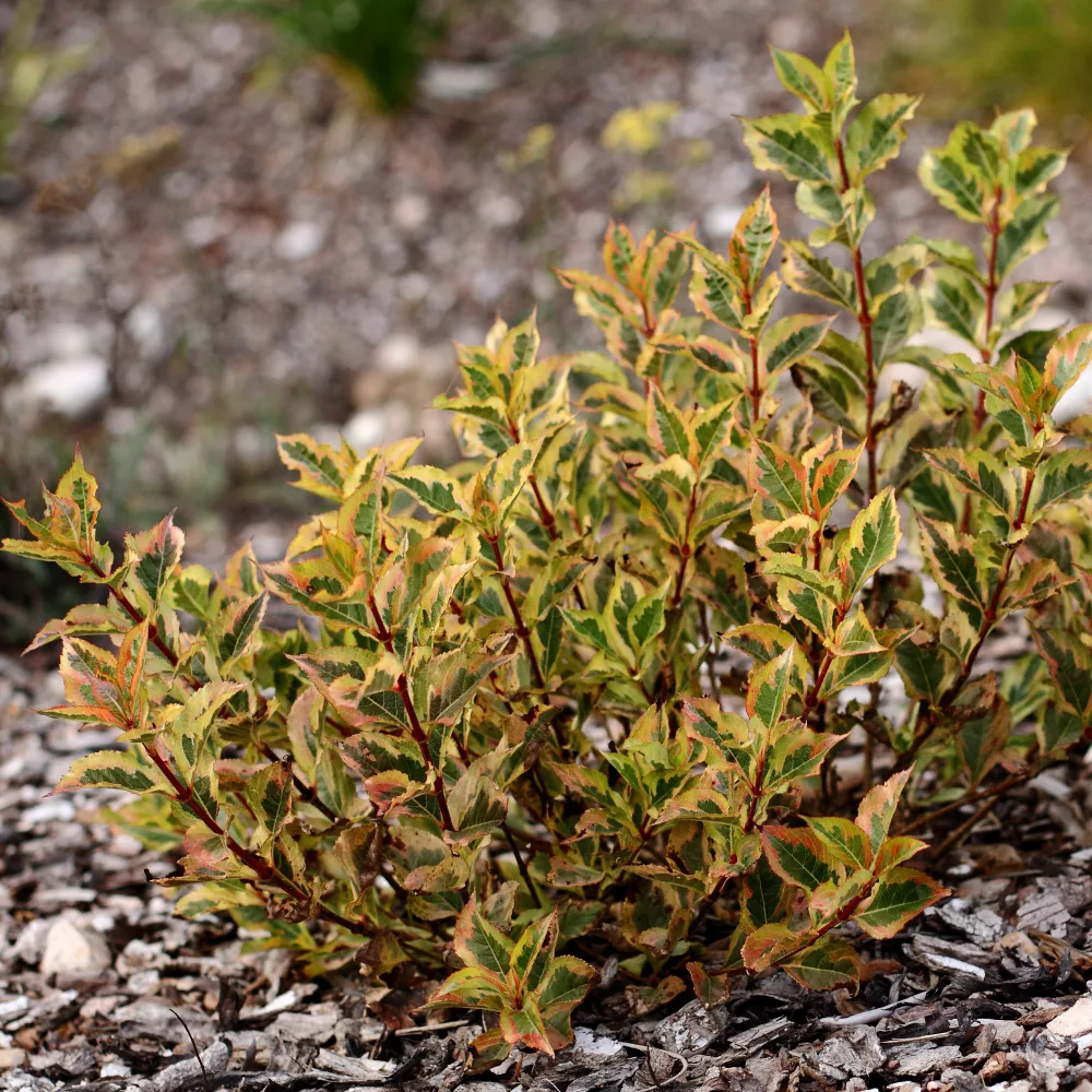 Vue sur weigela magical raimbow
