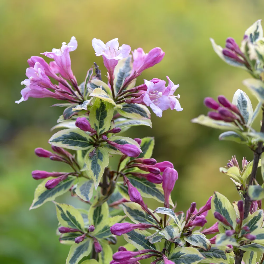 Floraison de weigela magical raimbow