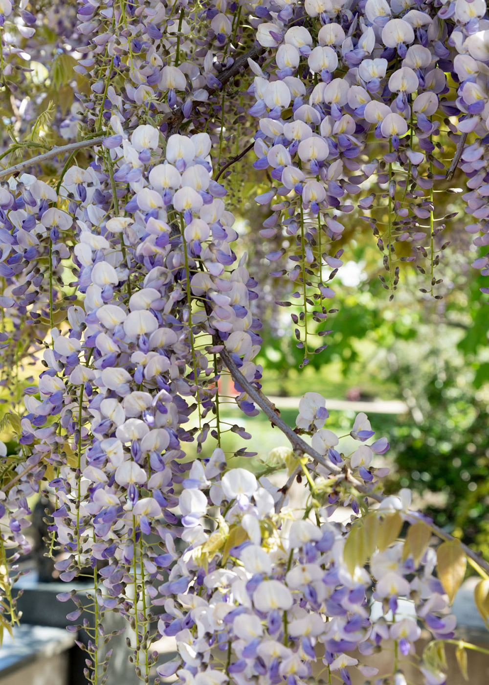 Fleurs en grappe de wisteria multijuga