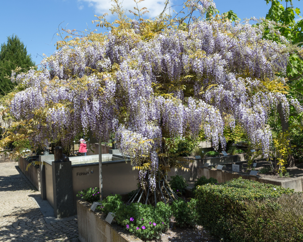 Glycine multijuga en arbre