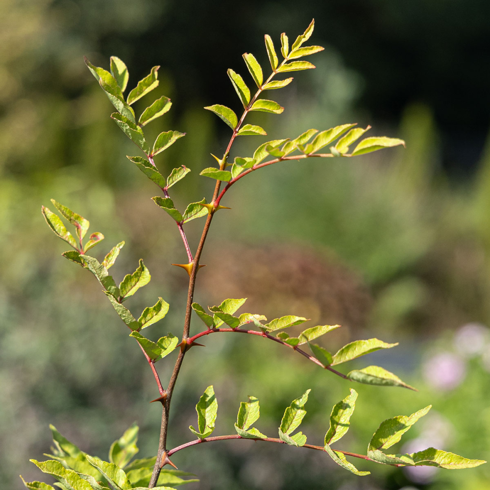 Feuillage de Zanthoxylum bungeanum, poivrier du Sichuan