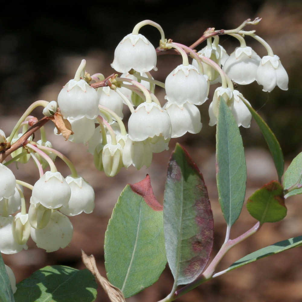 Floraison de zenobia pulverulenta blue sky