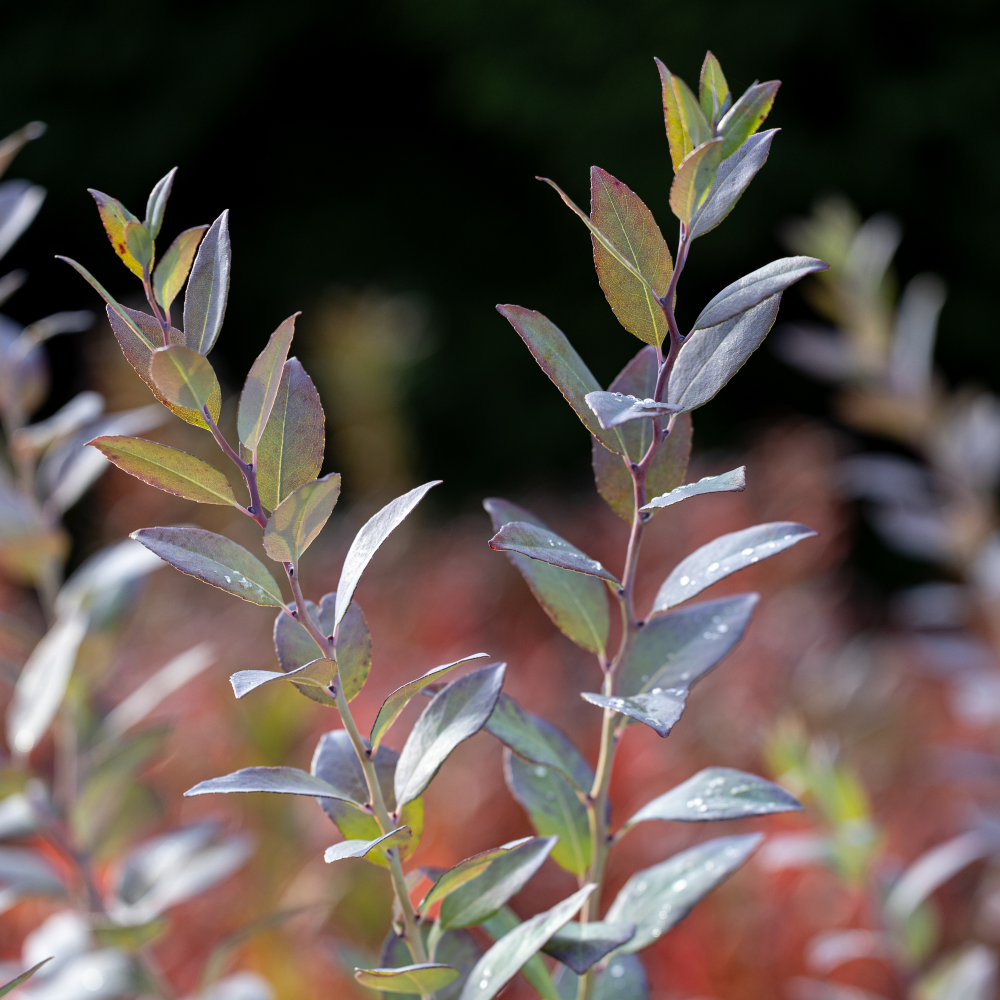 Feuillage de zenobia pulverulenta blue sky