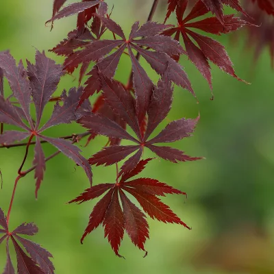 Feuilles de acer palmatum black lace