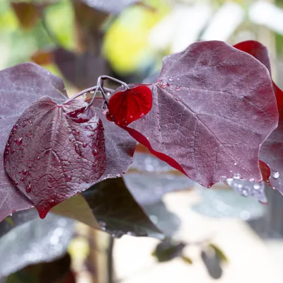 Feuillage pourpre de Cercis canadensis Ace of Spades