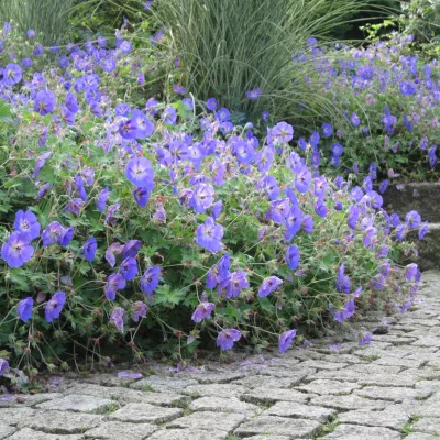 Floraison bleu de Geranium Rozanne